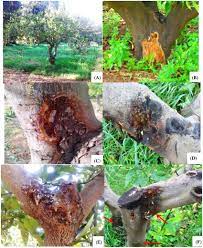 بیماری گموز‌‌ ‌‌مرکبات